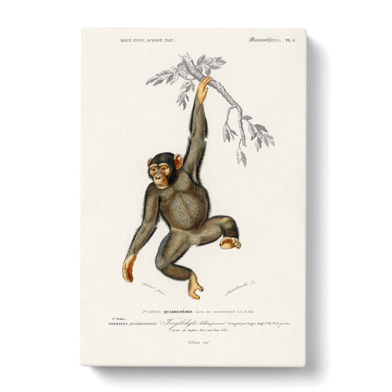 Chimpanzee by Charles D' Orbigny - Wrapped Canvas Painting, 60cm H x 40cm W x 3cm D