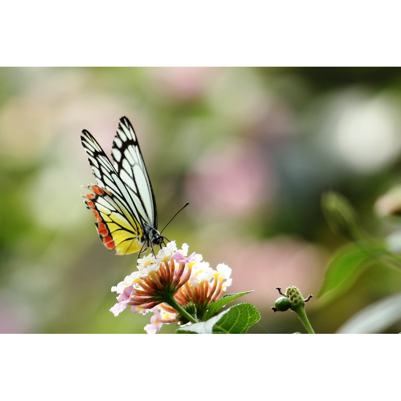 Naelle Butterfly - Wrapped Canvas Print, 51 cm H x 76 cm W x 3.8 cm D
