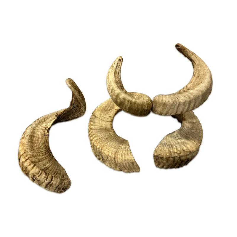 Kunigunda Real Merino Ram Horn