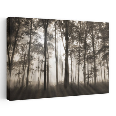 Forest Illumination - Contemporary Photography Forest Trees Art