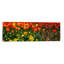 Tulips in A Field, St. James's Park, City of Westminster, London, England 1 Piece Wrapped Canvas Panoramic Wall Art-638603331