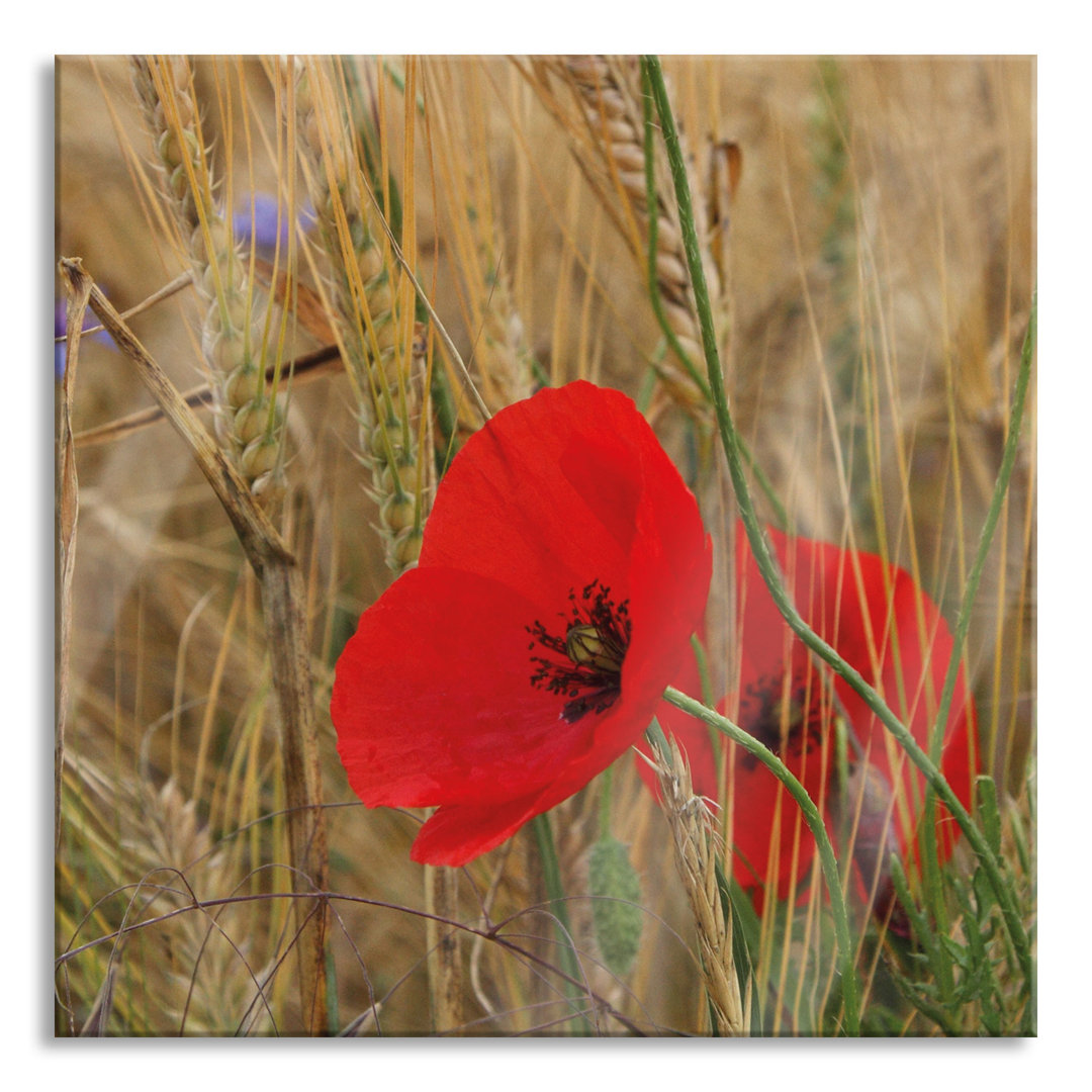 Ungerahmtes Foto auf Glas "Poppies in a Cornfield"