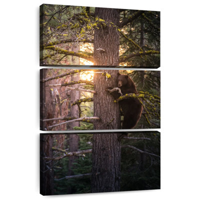Brampt Bear On A Tree