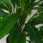 60cm Faux Plant in Pot Liner