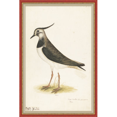 18th Century Bird Re-Strikes XVI Painting by Olaf Rudbeck