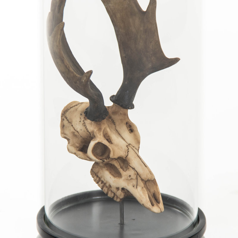 Deer Skull with Bel Glass Sculpture