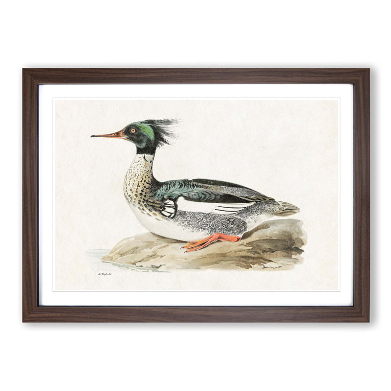 Merganser Diving Duck by Von Wright - Picture Frame Painting Print on MDF, 27cm H x 36cm W x 2cm D, Walnut Framed