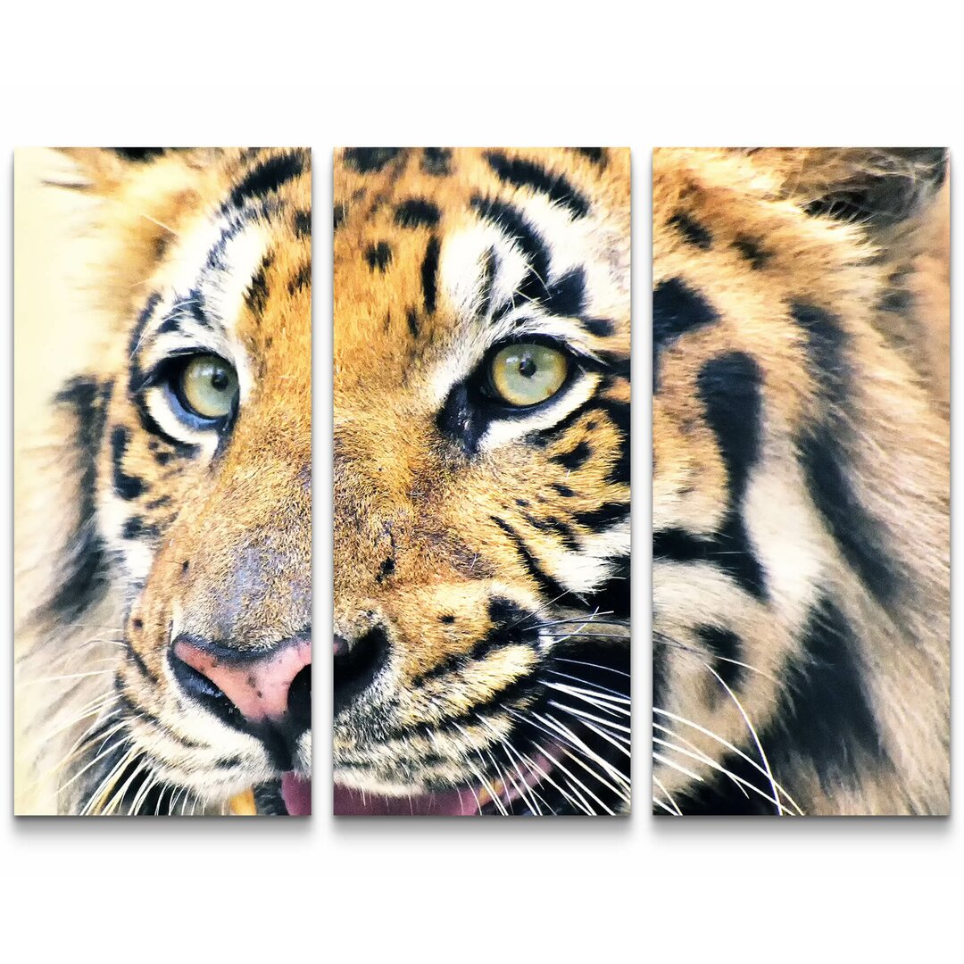 3-tlg. Leinwandbilder-Set Tiger - Portrait