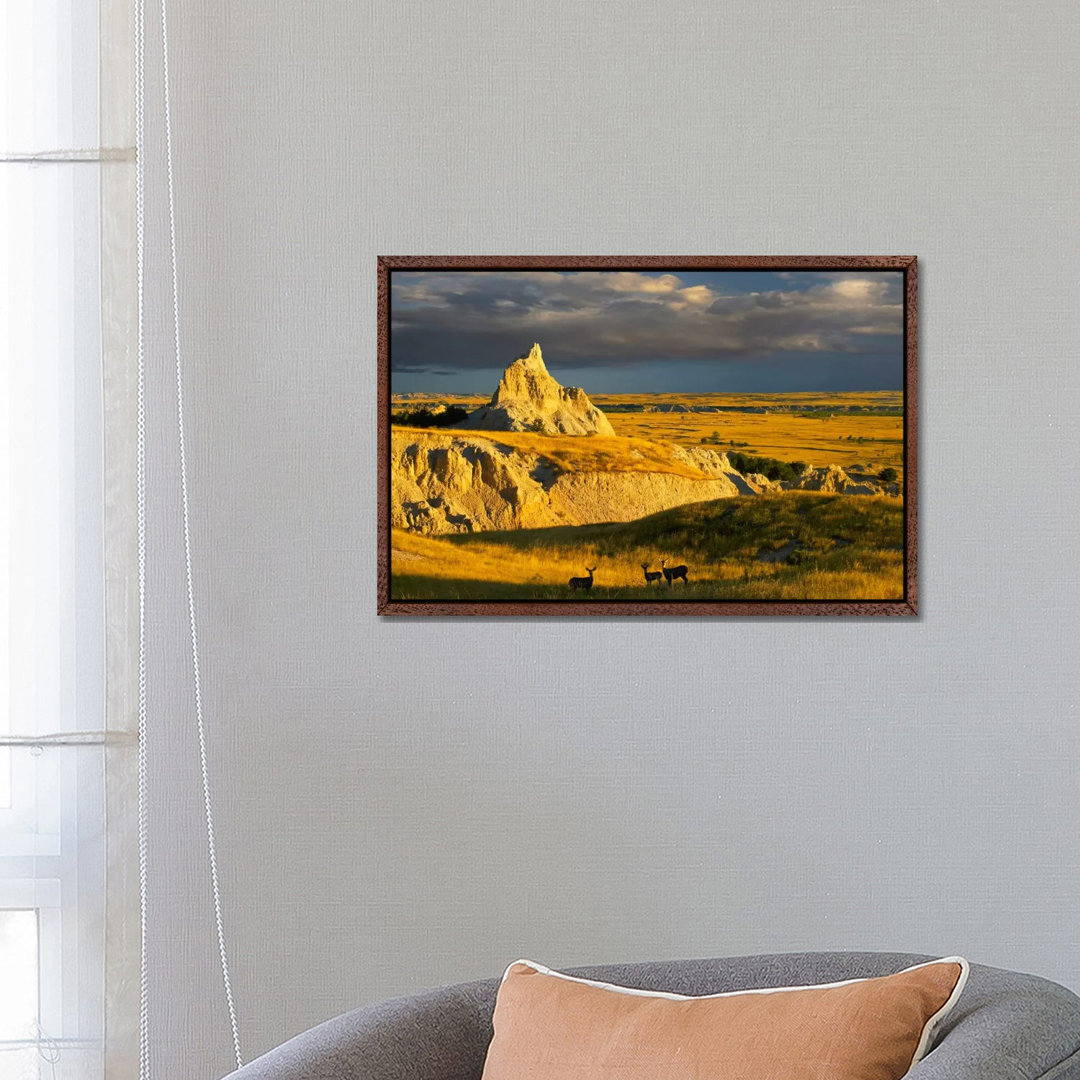 Mule Deer Trio In The Grasslands Of Badlands National Park, South Dakota von Tim Fitzharris - Gallery-Wrapped Canvas Gic...