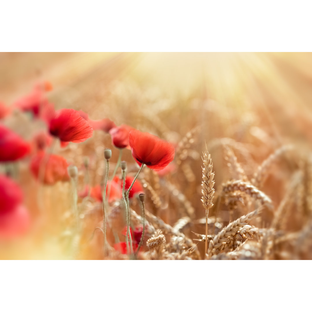 Leinwandbild Weizenfeld und rote Mohnblumen beleuchtet von Sonnenstrahlen