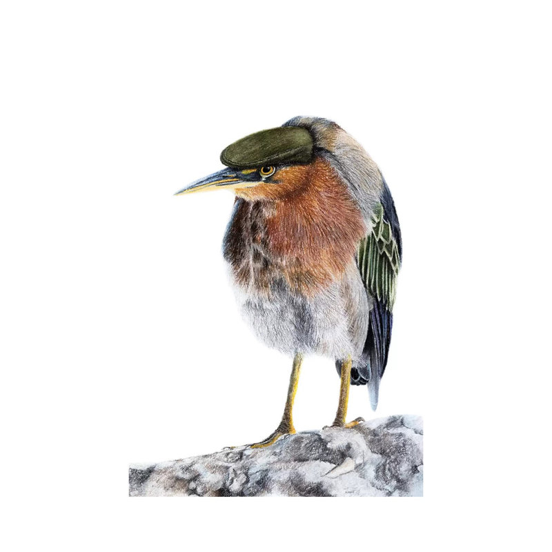 " Green Heron " by Mikhail Vedernikov, 12" H x 8" W x 0.75" D