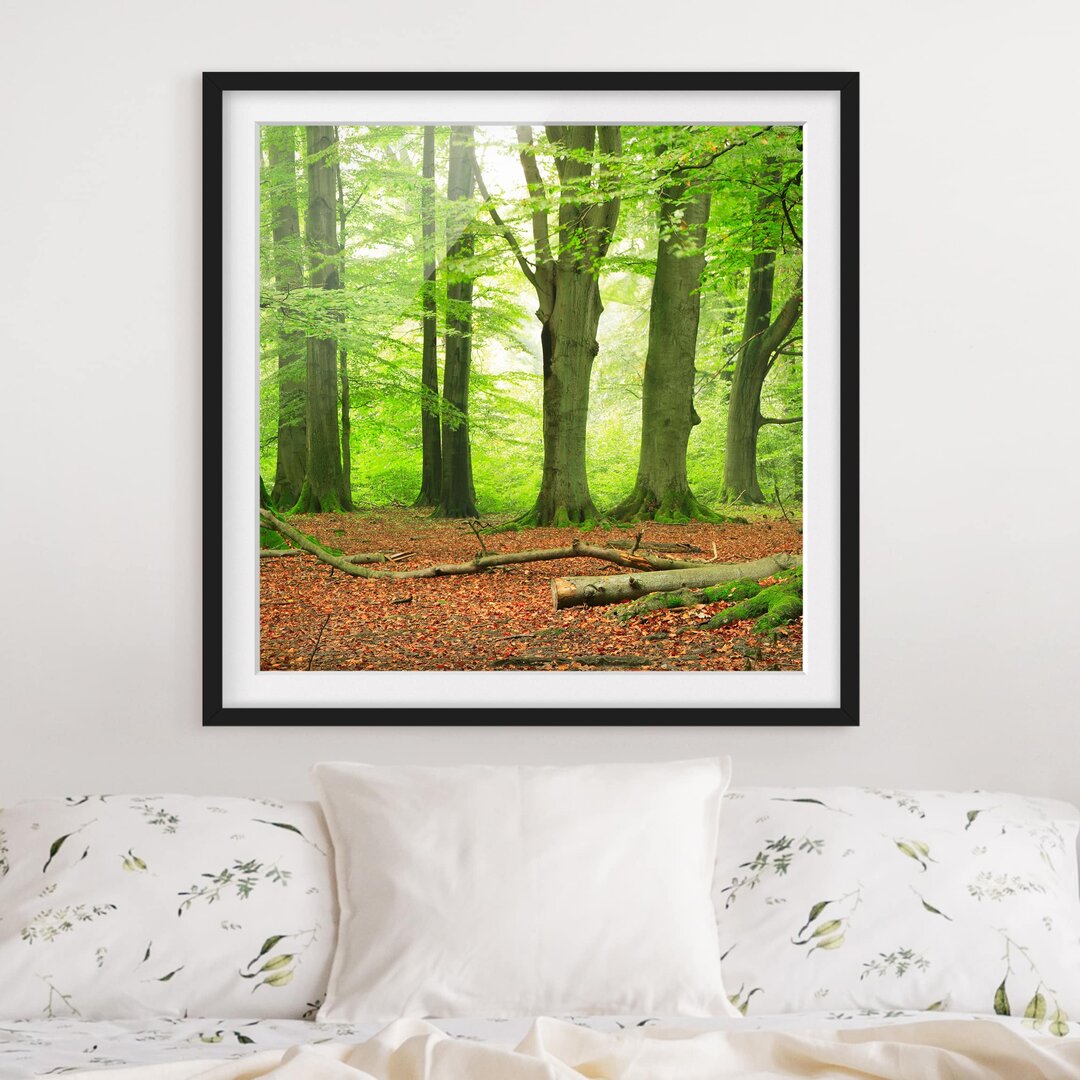 Gerahmtes Poster Beech Trees