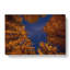 Forest Stars in Canada - Wrapped Canvas-55314293