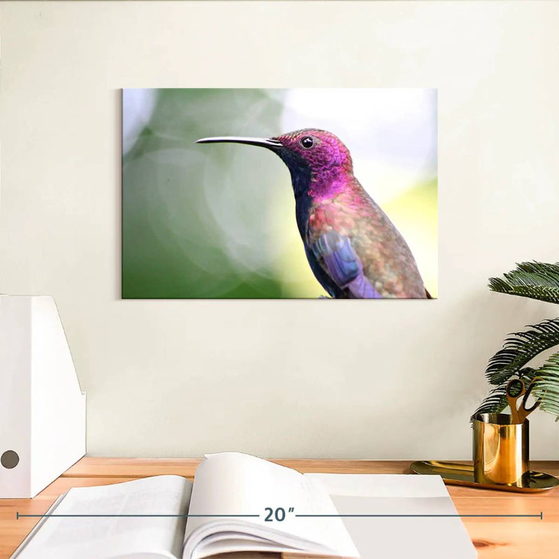 Colibri jamaïcain à la mangue, H 8 po x l 12 po