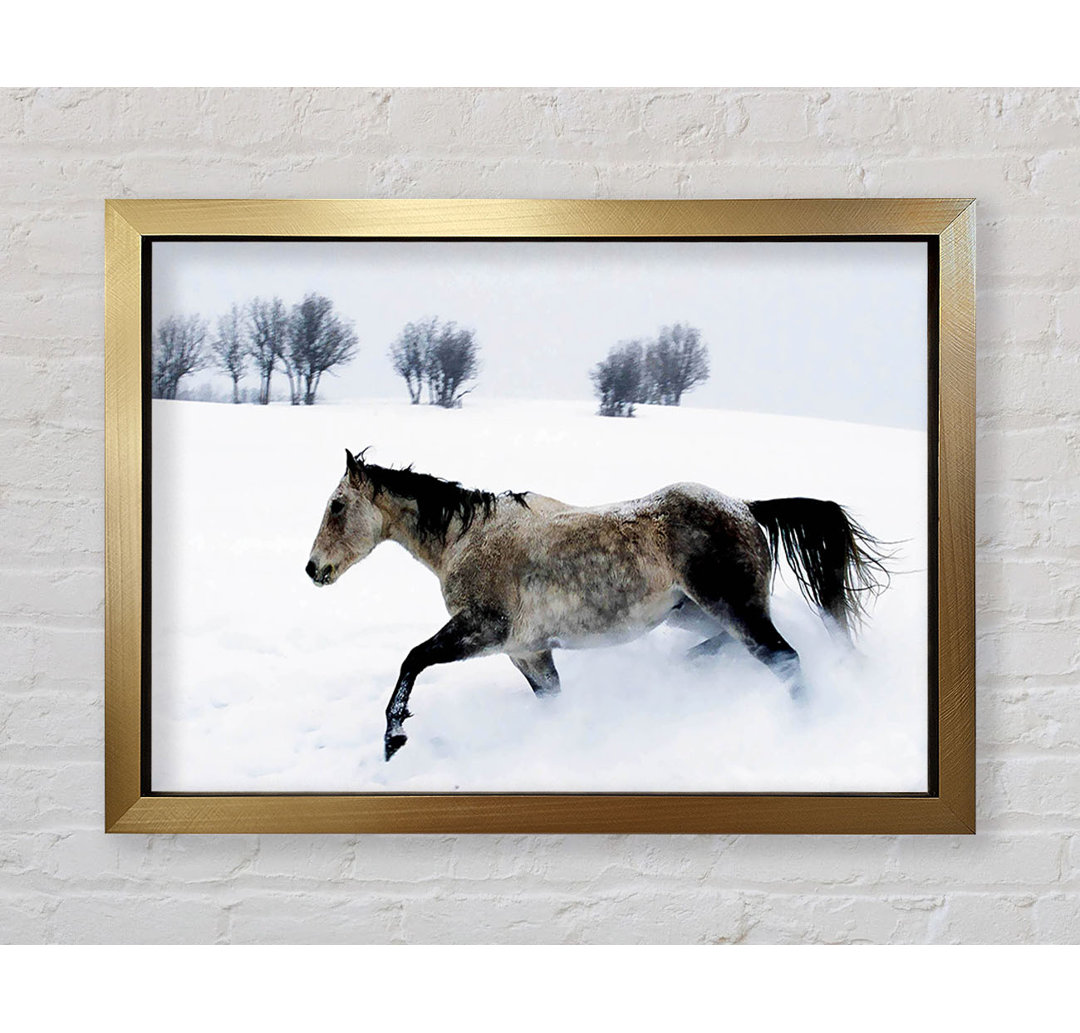 Stallion In The Snow - Druck