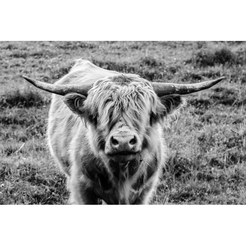 Highland Cow Staring Contest - Photographie sur toile tendue, H 8 po x l 12 po, Non, Toile tendue