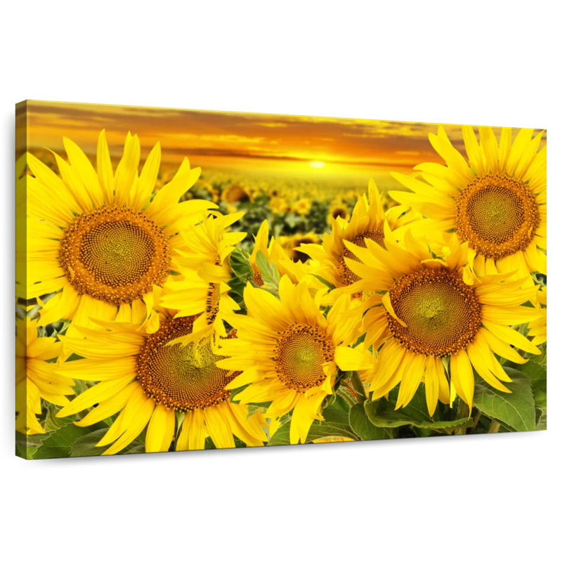 Harnek tournesol coucher de soleil horizon, H 34 po x l 51 po