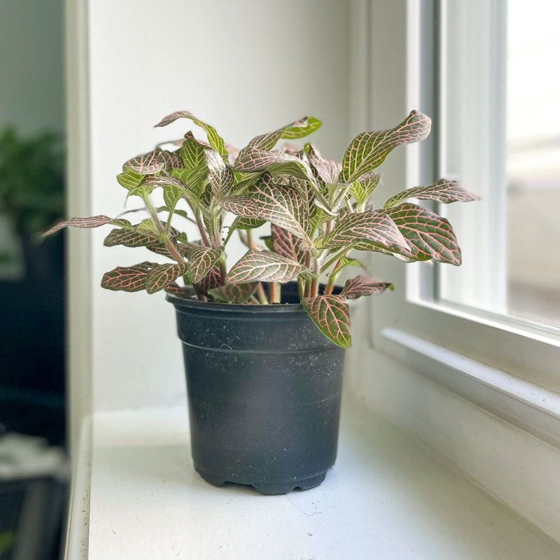 Live Pink Fittonia Nerve Plant, Matte Black