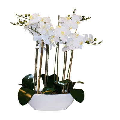 Orchidée phalaenopsis 32 po avec pot ovale blanc Reah Touch