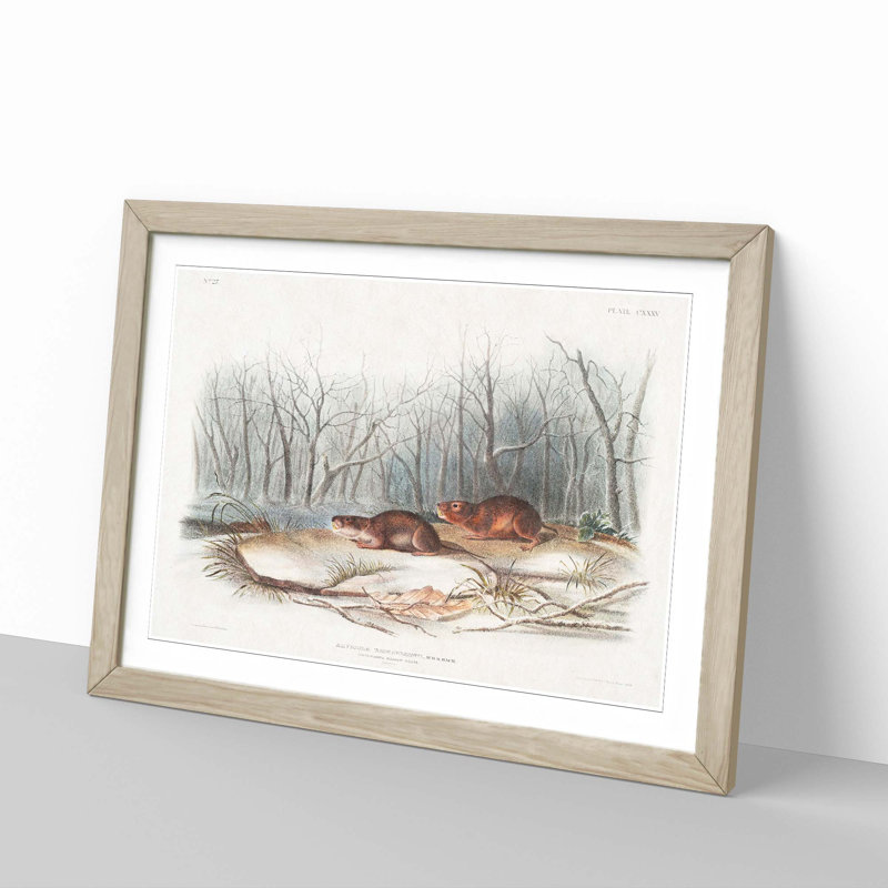 Meadow Mouse by J.W. Audubon - Picture Frame Painting Print, 48cm H x 65cm W x 2cm D, Oak Framed