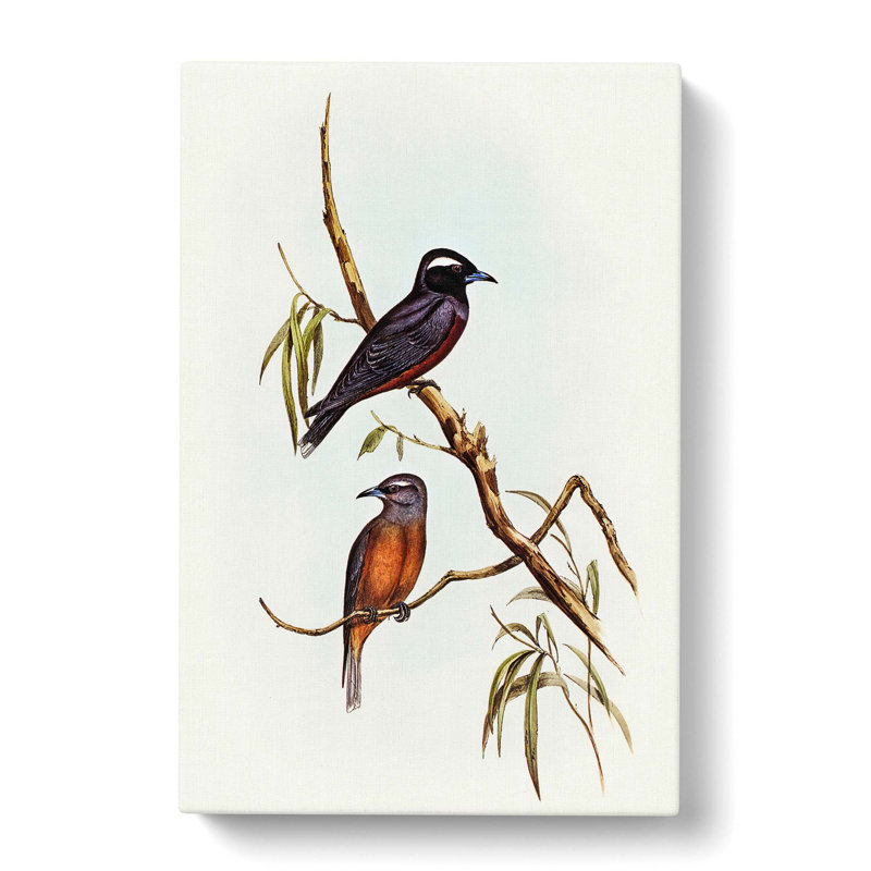 White Eyebrowed Woodswallows by Elizabeth Gould - Wrapped Canvas Painting, 50cm H x 35cm W x 3cm D