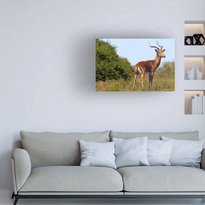 Bolog Bob Langrish Impala Canvas Art
