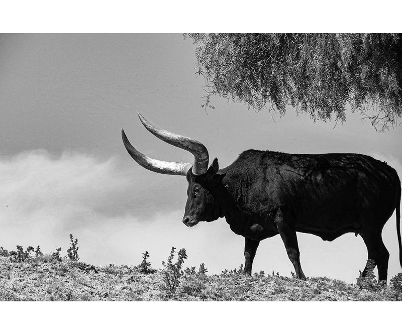 Ophelia & Co., au Texas, H 28 po x l 40 po