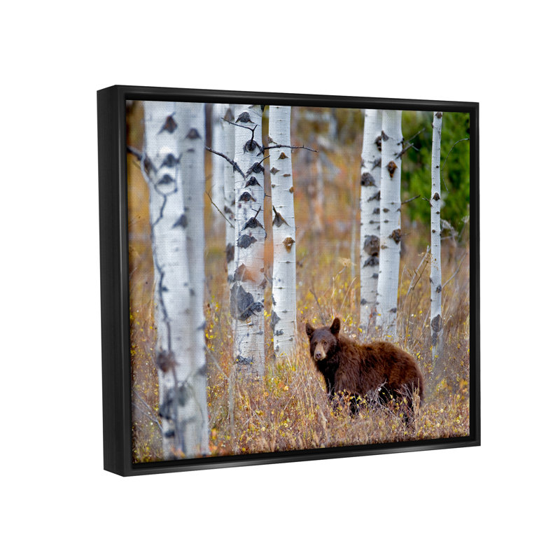 «Loon Peak® Bear Cub Birch Tree Thicket», art mural encadré flottant par Dennis Frates, Cadre flottant noir de jais