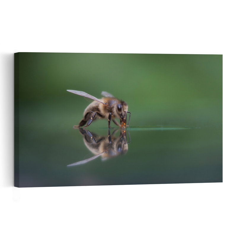 Bee Drinking Reflection Delicate Peaceful Bee Nature Wildlife Wall Art Print 1 Piece Wrapped Canvas Wall Art