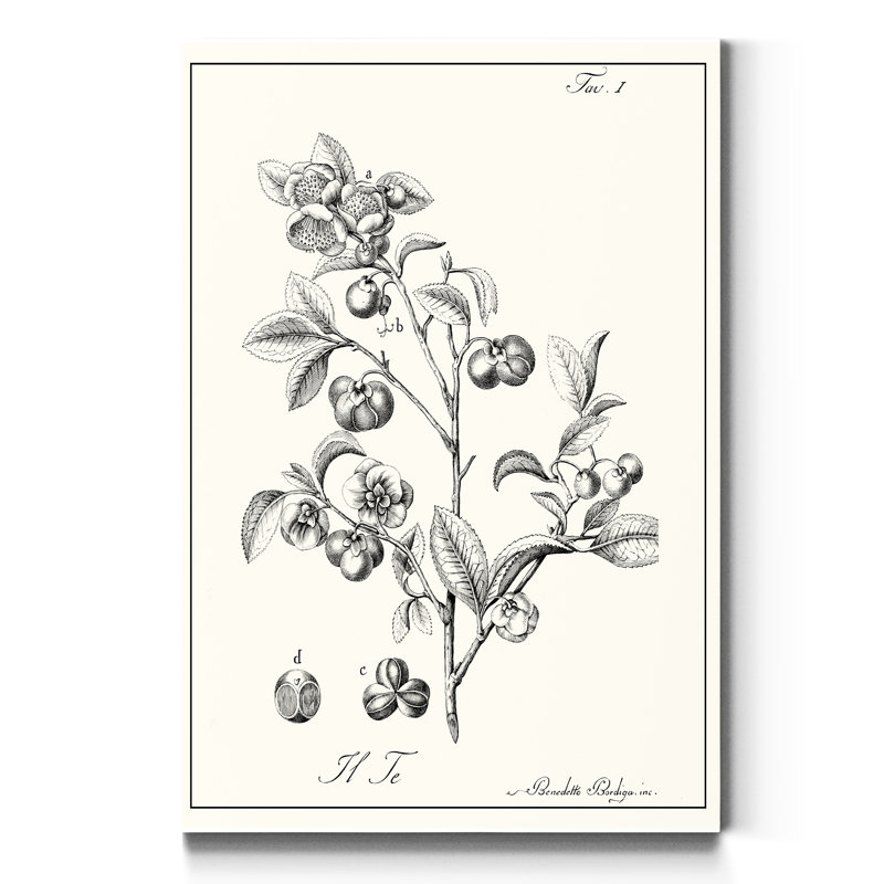 «Antique Black and White Botanical», reproduction d'art sur toile tendue, H 36 po x l 24 po x P 1 po