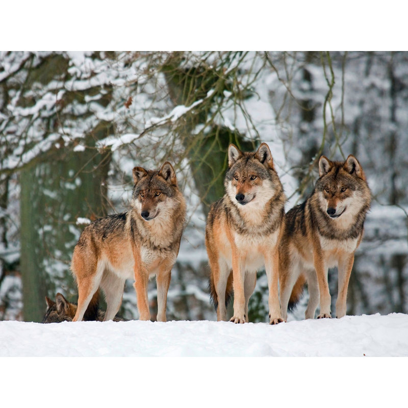 Wolves In The Snow, Germany - Wrapped Canvas Print, 70cm H x 100cm W x 4cm D