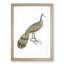 Peacock-Pheasant by John Edward Gray - Picture Frame Painting Print-55582876-55582877