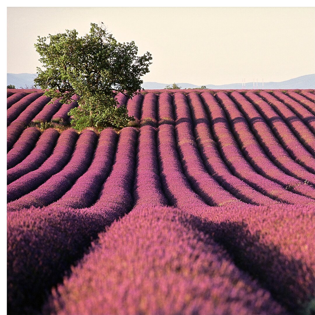 Strukturierte Fototapete Lavender Flowers