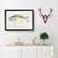 An Illustration Of A Wrasse Fish by F.E. Clarke - Single Picture Frame Painting-55545026-55545023