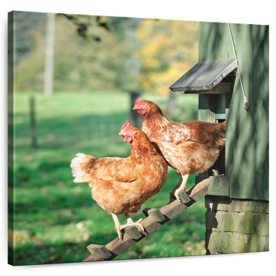 Crowle deux poulets écossais