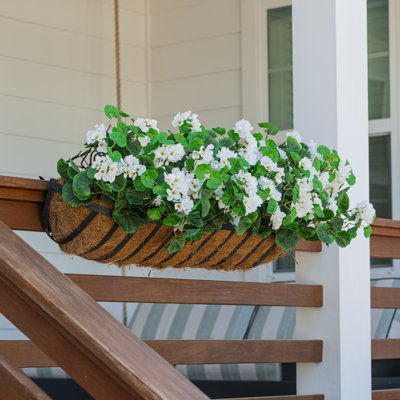 Geranium Window Box Filler