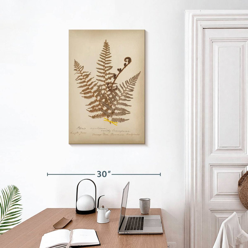 Harnek Ferns In Book, H 30 po x l 20 po