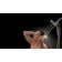 Universal Showering Components Multi Function Dual Shower Head with H2okinetic Technology