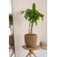 Ardell Handmade Planter-1197584849