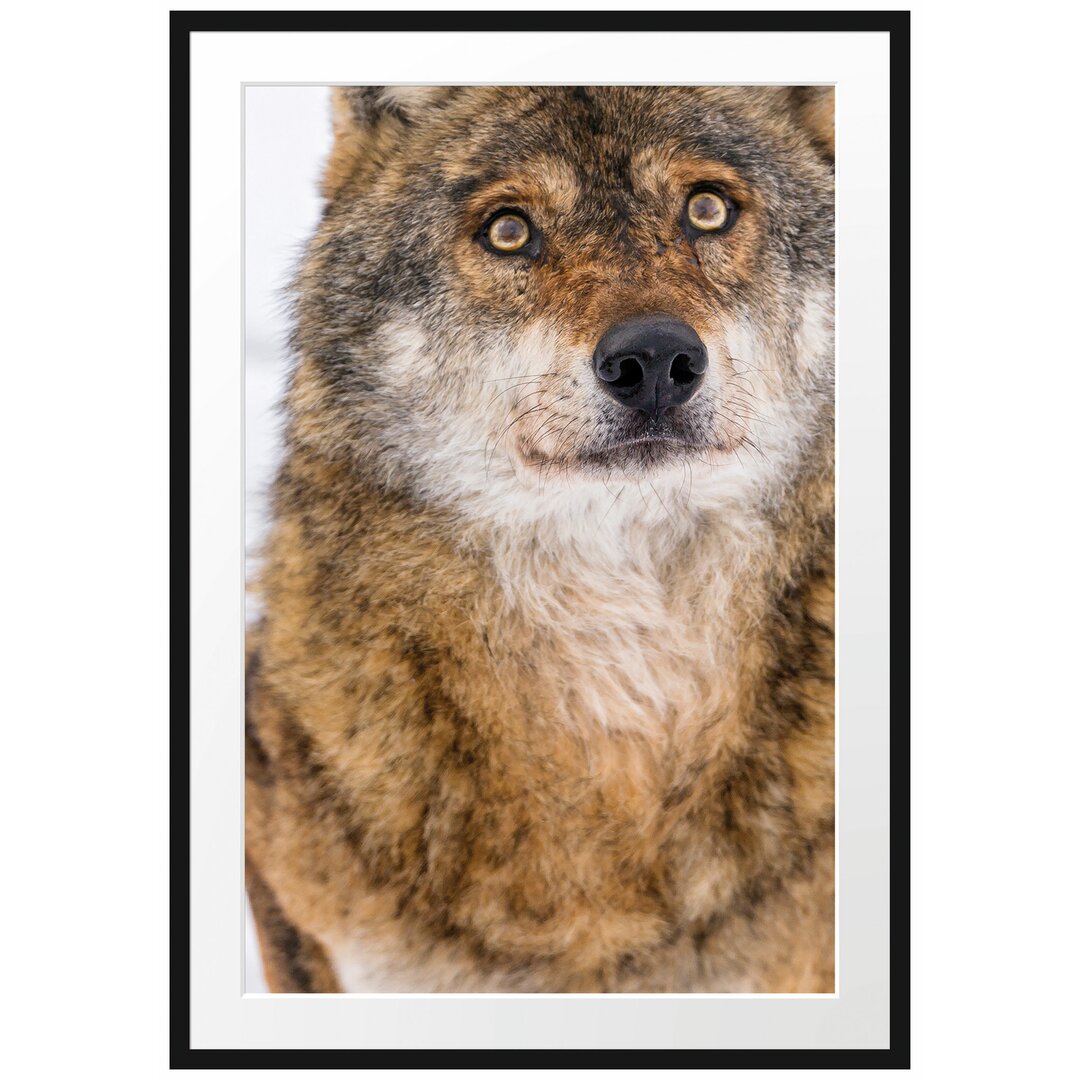 Gerahmtes Poster Niedlicher Wolf im Schnee