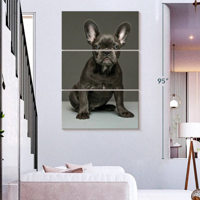 Chiot bouledogue français Brampt