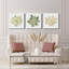 «Succulent Cameo», ensemble de 3 toiles tendues-506474726