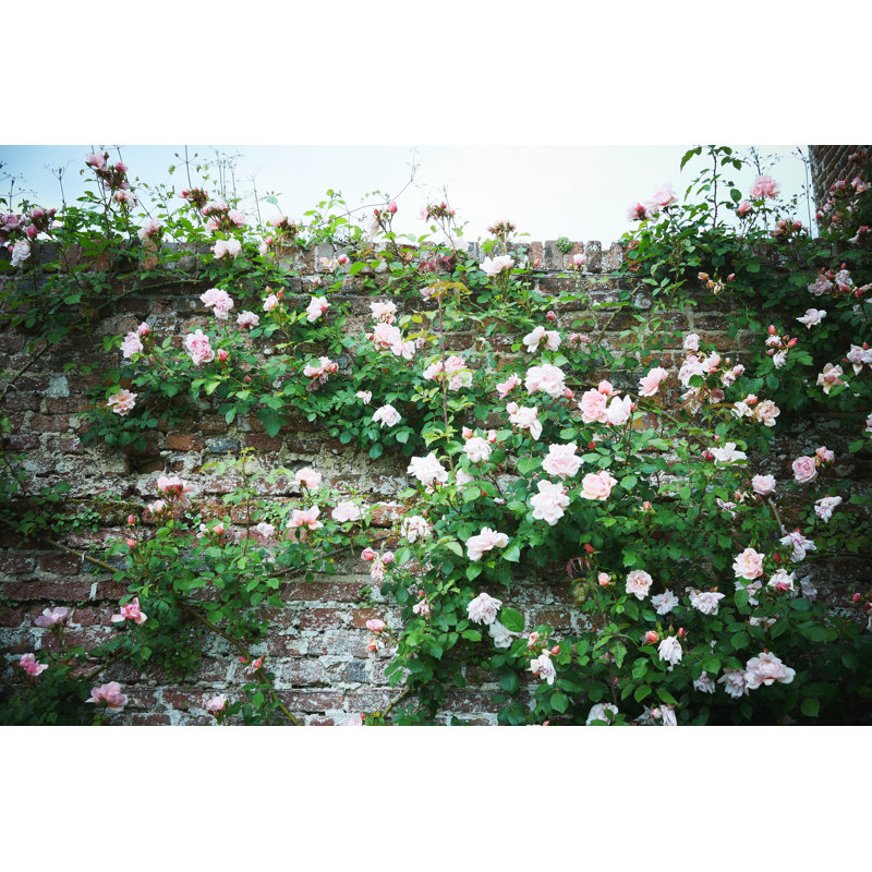 Danyale Pink Rose - Wrapped Canvas Print, 51cm H x 76cm W x 3.8cm D