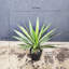 Agave artificielle Sansevieria