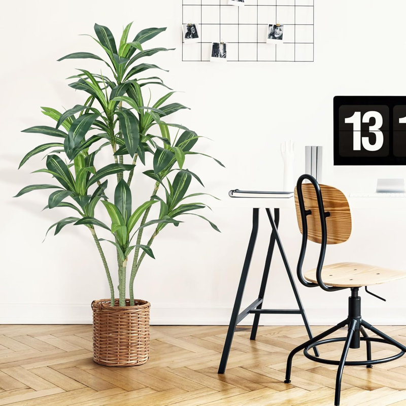 65cm Plant