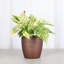 Marble Queen Pothos Plant in Pot-49662255