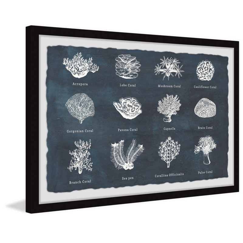 Coral Identification - Single Picture Frame Print, 41cm H x 61cm W x 3.81cm D