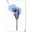 20 pièces de fleurs de lys Calla-945559913