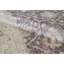 Ziegler Wool Oriental Area Rug