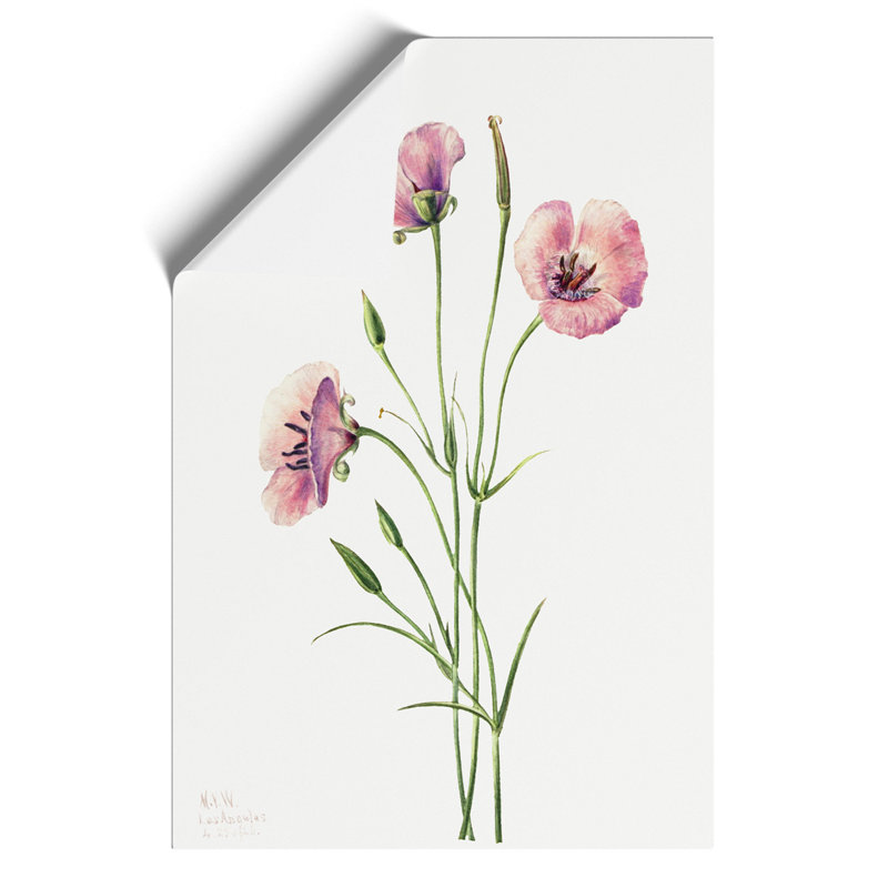 Lilac Mariposa by Mary Vaux Walcott - Frameless Print, 42cm H x 30cm W x 0.1cm D
